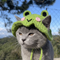Cute cat hat