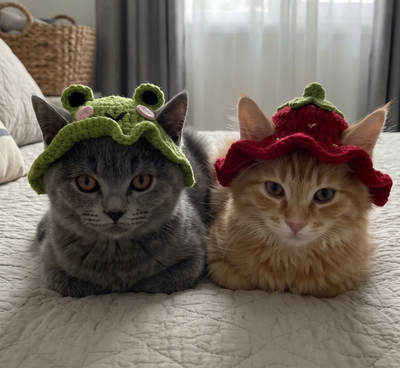 Cute cat hat